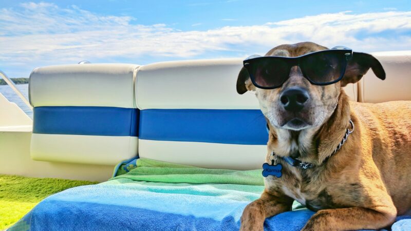 pontoon rentals crab island destin pet friendly